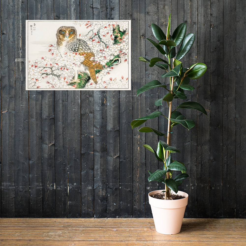 Short Eared Owl and Cherry Flower Illustration by Numata Kashu Photo Paper Poster