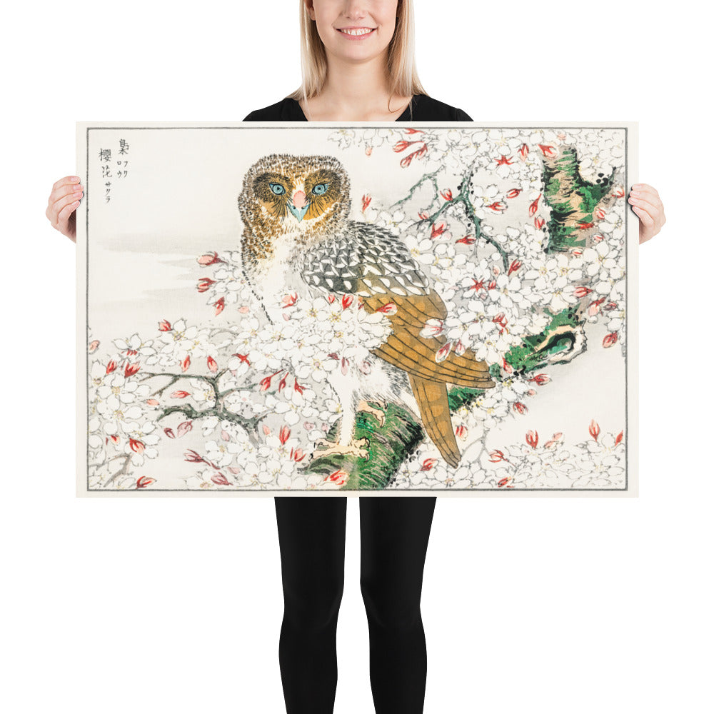 Short Eared Owl and Cherry Flower Illustration by Numata Kashu Photo Paper Poster