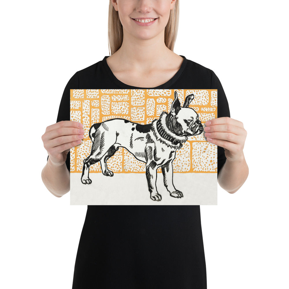 Pitbull Terrier by Moriz Jung Photo Paper Poster