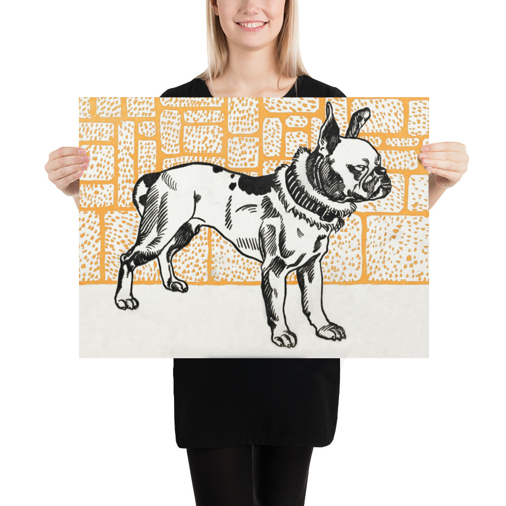 Pitbull Terrier by Moriz Jung Photo Paper Poster