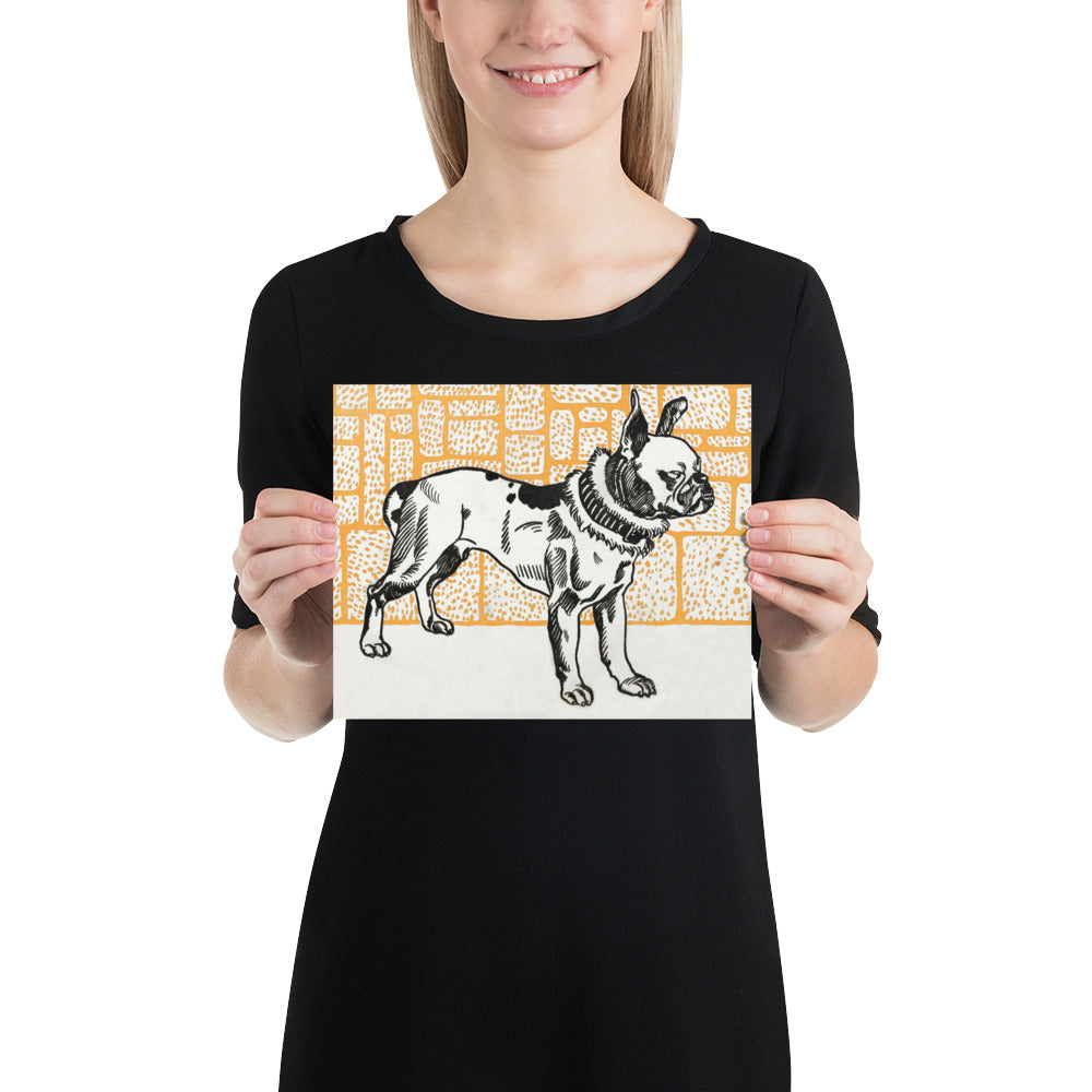 Pitbull Terrier by Moriz Jung Photo Paper Poster